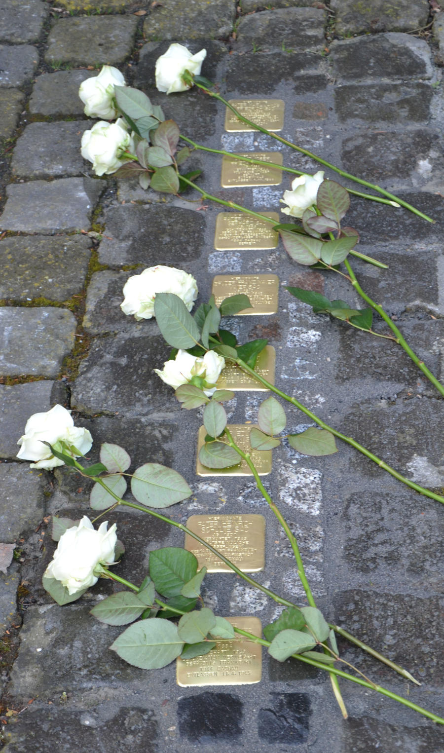 Das Bild zeigt einen gepflasterten weg. in der Bildmitte sind in gleichen Abstand zueinander so genannte Stolpersteine in den Weg eingebaut. Auf den Stolpersteinen liegen weiße Rosen. das Bild ist Teil des Beitrags Interview zum Nachlass der juedischen Familie Putziger