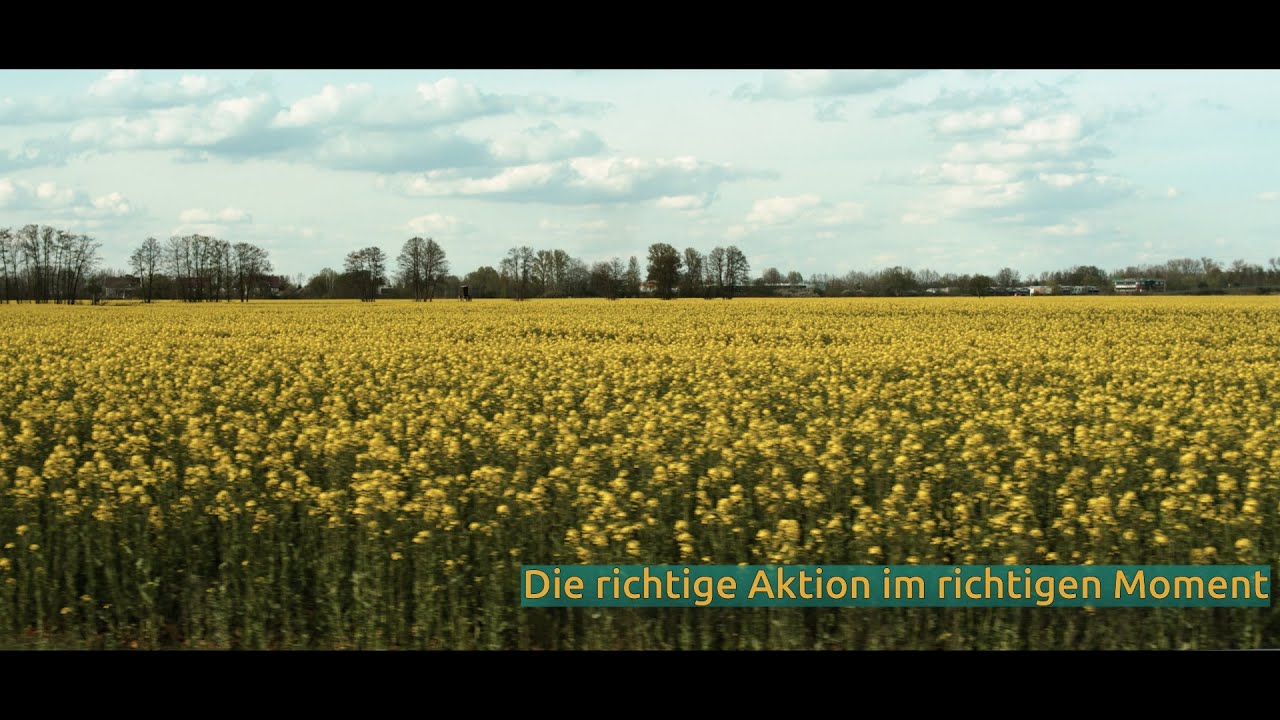 Auf dem Bild sieht man eine voll bewachsenes Feld voller Senfblüten. Im Hintergrund sind Bäume zu sehen. Im Vordergrund steht Die richtige Aktion im richtigen Moment